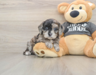 7 week old Cavapoo Puppy For Sale - Pilesgrove Pups