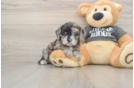 Cavapoo Puppy for Adoption
