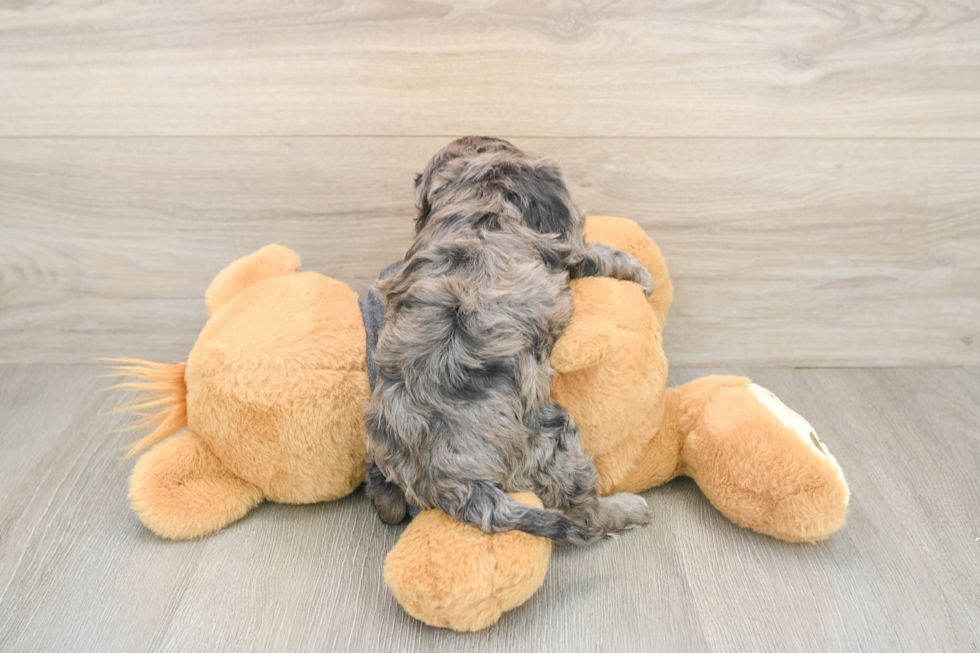 Cavapoo Pup Being Cute