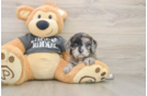 Cavapoo Puppy for Adoption