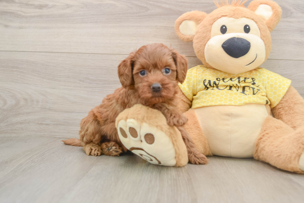 Happy Cavapoo Baby