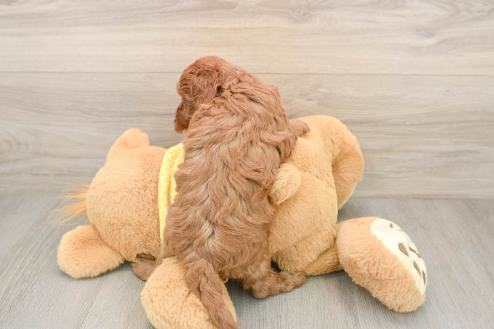 Little Cavipoo Poodle Mix Puppy