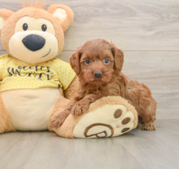 7 week old Cavapoo Puppy For Sale - Pilesgrove Pups