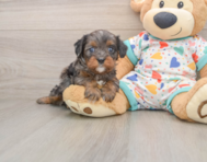 8 week old Cavapoo Puppy For Sale - Pilesgrove Pups