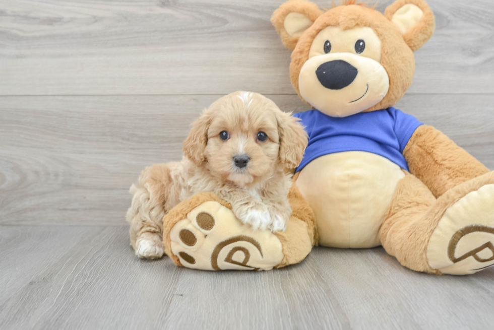 Funny Cavapoo Poodle Mix Pup