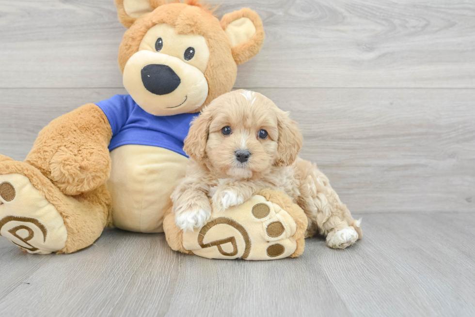 Cavapoo Puppy for Adoption