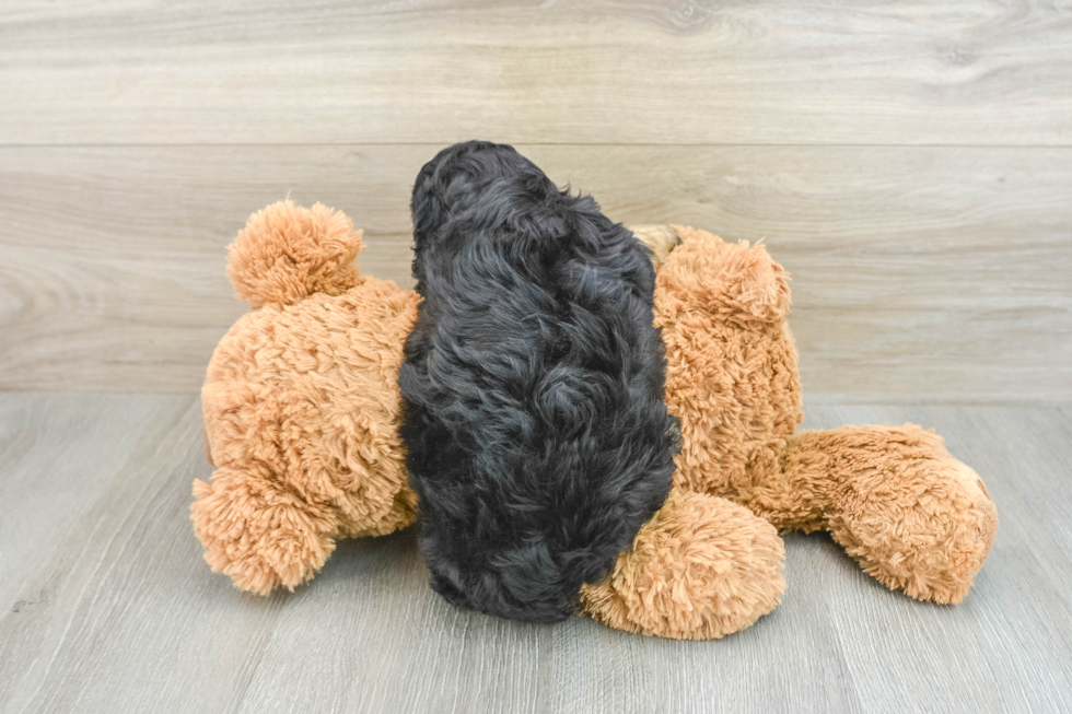 Little Cavipoo Poodle Mix Puppy