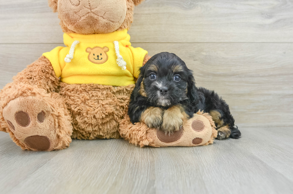 6 week old Cavapoo Puppy For Sale - Pilesgrove Pups