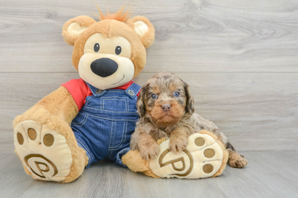 5 week old Cavapoo Puppy For Sale - Pilesgrove Pups