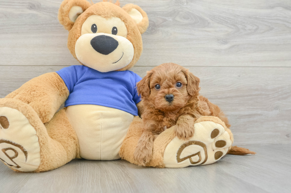 8 week old Cavapoo Puppy For Sale - Pilesgrove Pups