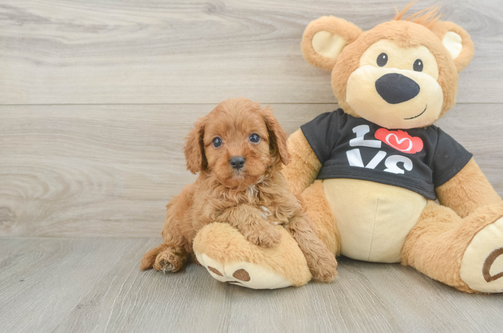 6 week old Cavapoo Puppy For Sale - Pilesgrove Pups