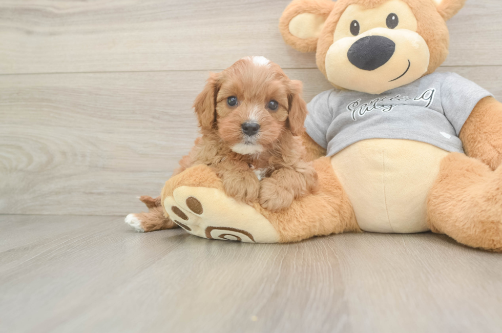 6 week old Cavapoo Puppy For Sale - Pilesgrove Pups