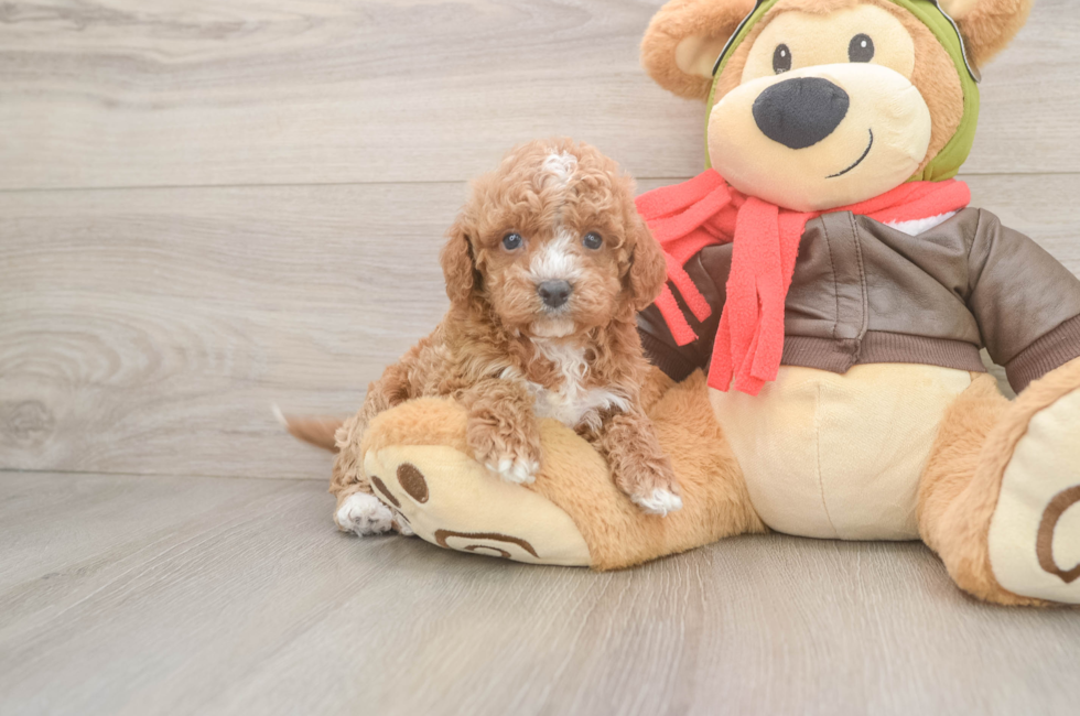 5 week old Cavapoo Puppy For Sale - Pilesgrove Pups