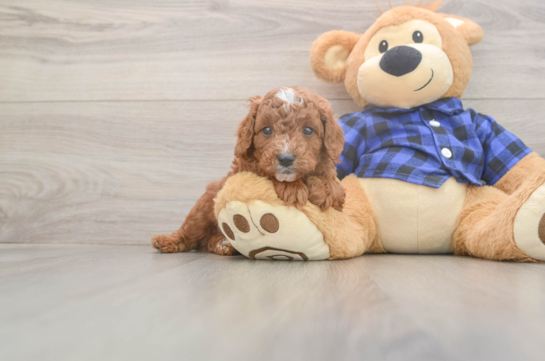 5 week old Cavapoo Puppy For Sale - Pilesgrove Pups Playful Cavapoodle Poodle Mix Puppy