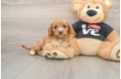 Best Cavapoo Baby