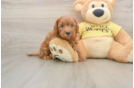 Cavapoo Puppy for Adoption