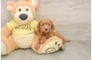 Cavapoo Puppy for Adoption