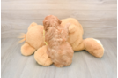 Cavapoo Puppy for Adoption