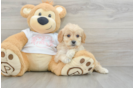 Cavapoo Puppy for Adoption