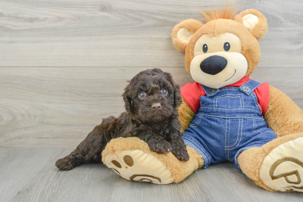 Cavapoo Puppy for Adoption