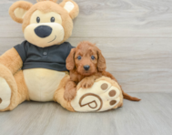 8 week old Cavapoo Puppy For Sale - Pilesgrove Pups