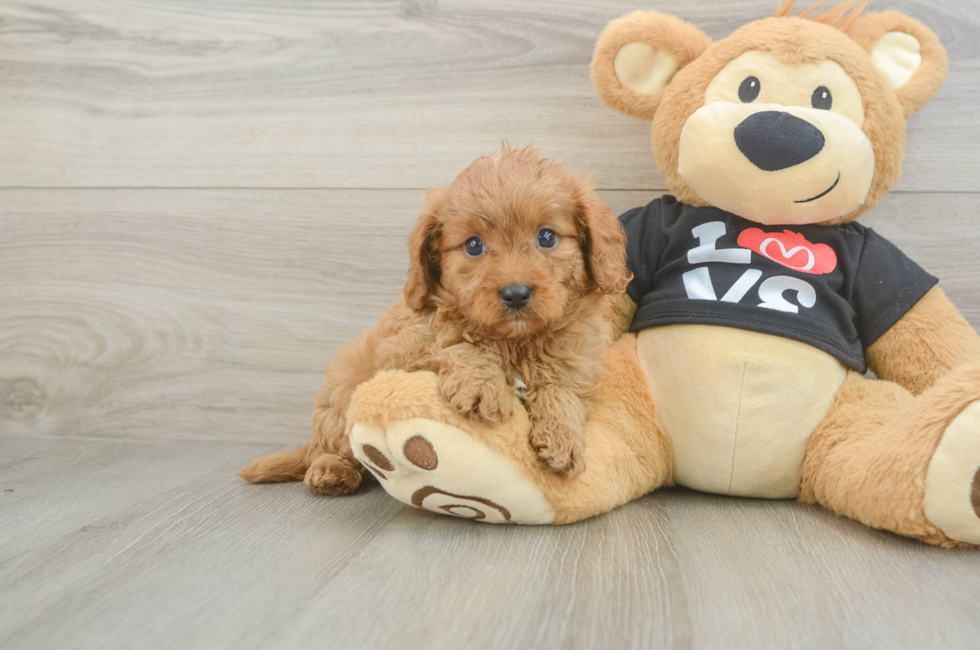 6 week old Cavapoo Puppy For Sale - Pilesgrove Pups