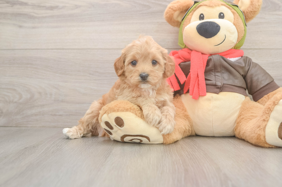 5 week old Cavapoo Puppy For Sale - Pilesgrove Pups