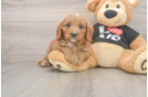 Funny Cavapoo Poodle Mix Pup