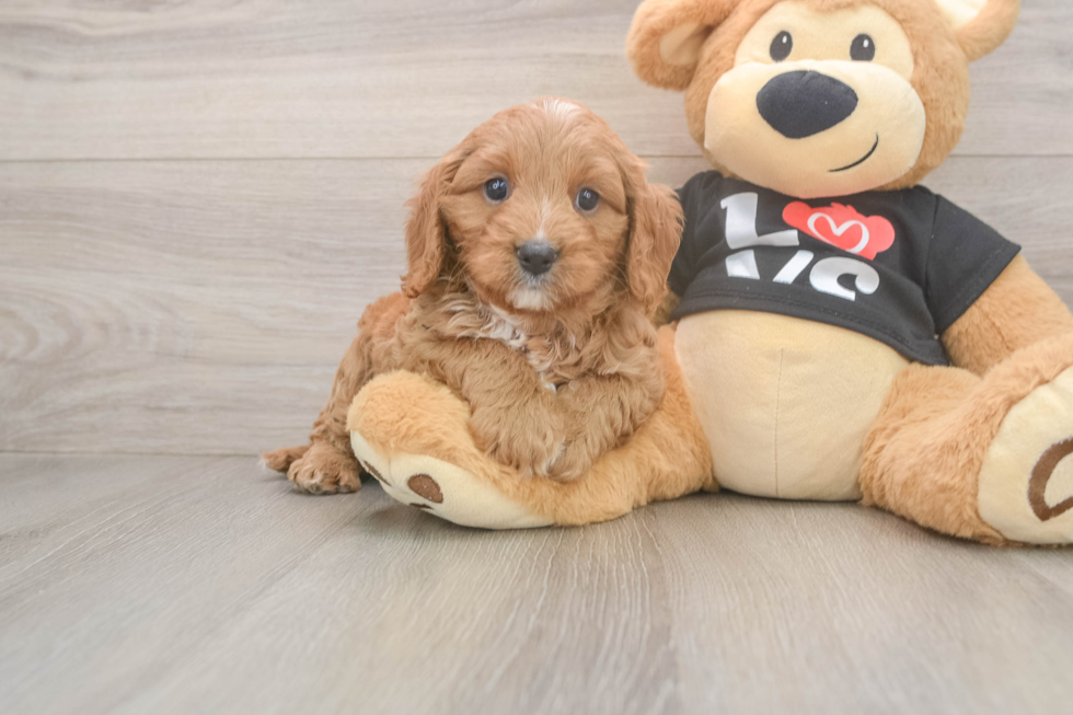 Funny Cavapoo Poodle Mix Pup