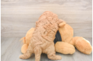 Small Cavapoo Baby