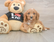8 week old Cavapoo Puppy For Sale - Pilesgrove Pups
