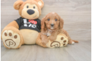 Cavapoo Puppy for Adoption
