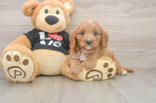 Cavapoo Puppy for Adoption