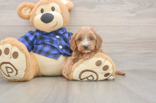 5 week old Cavapoo Puppy For Sale - Pilesgrove Pups Energetic Cavoodle Poodle Mix Puppy