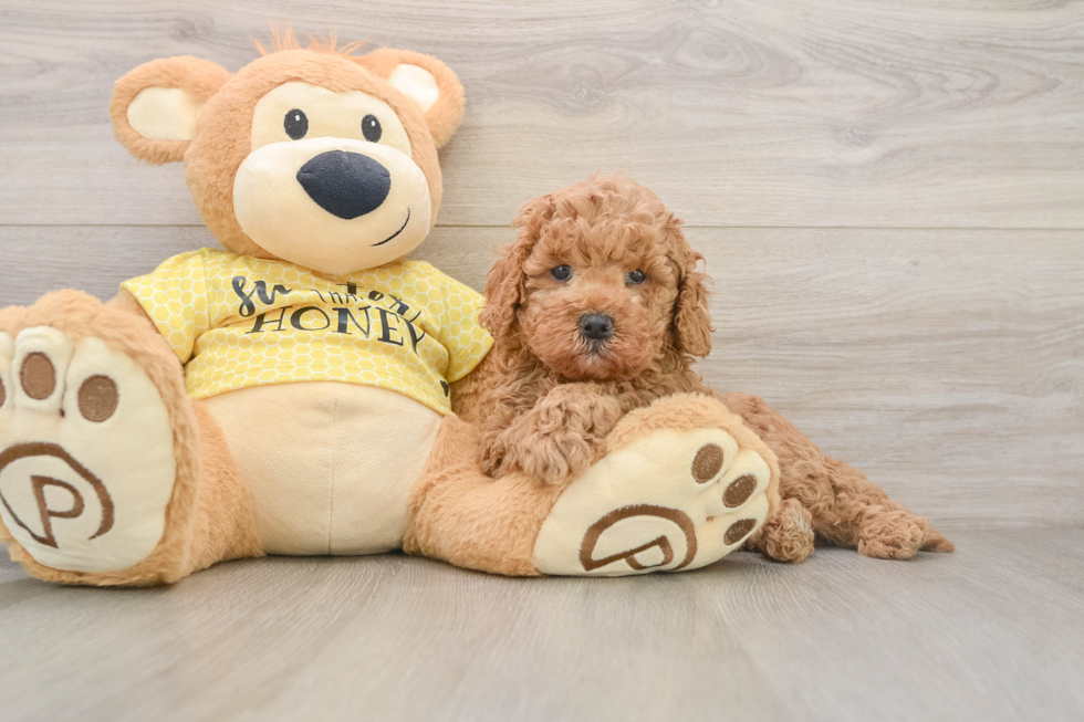 Cavapoo Puppy for Adoption