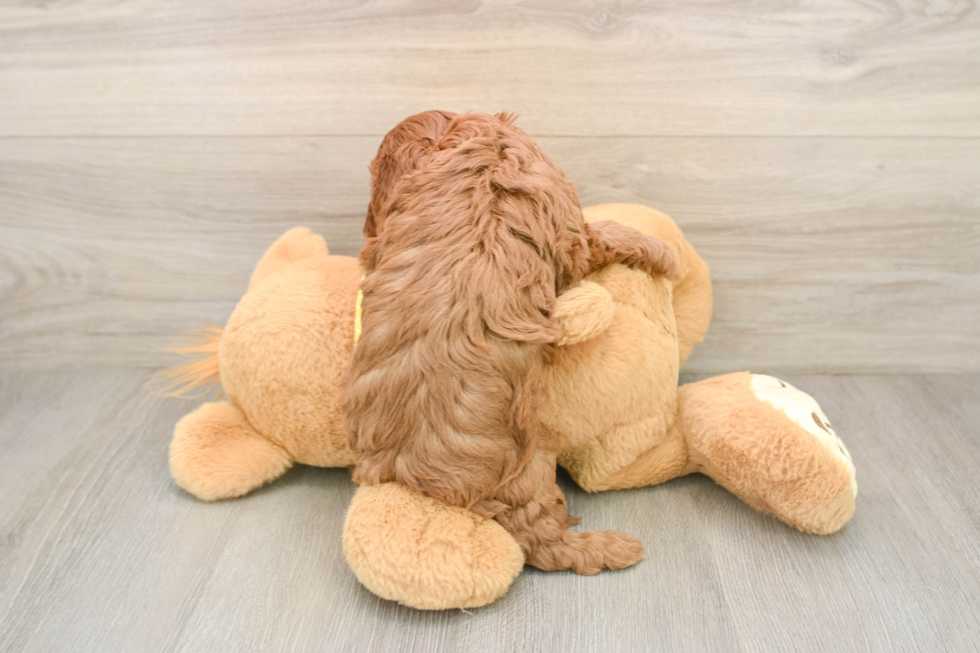 Energetic Cavoodle Poodle Mix Puppy