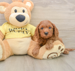 7 week old Cavapoo Puppy For Sale - Pilesgrove Pups
