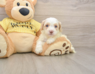 7 week old Cavapoo Puppy For Sale - Pilesgrove Pups