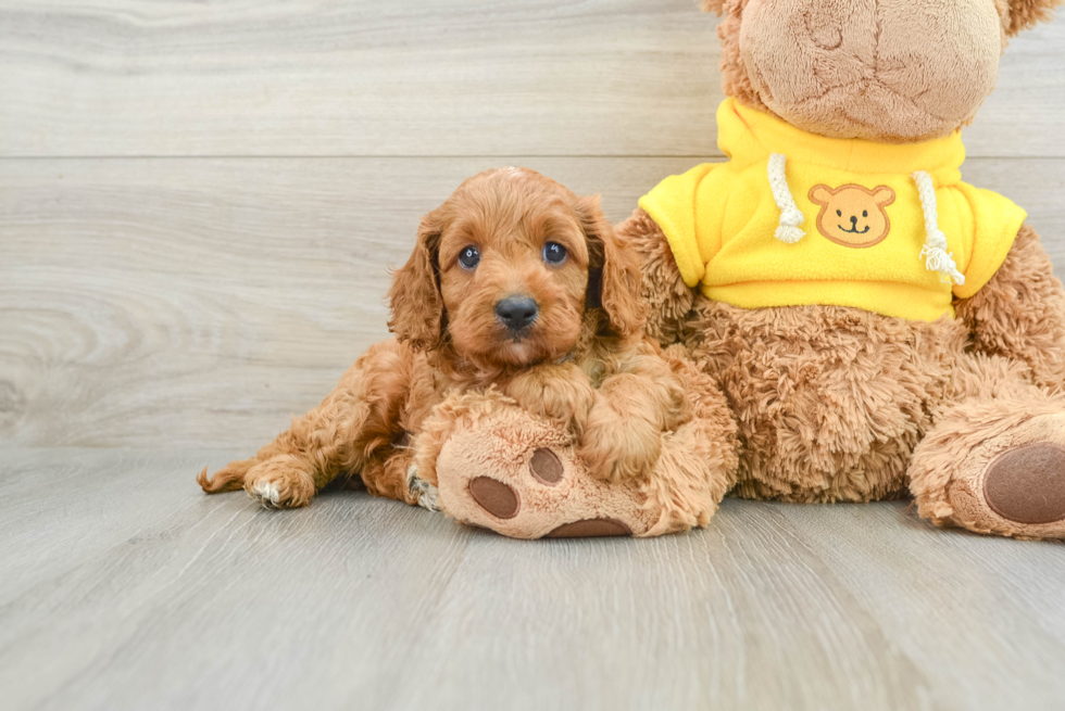 Best Cavapoo Baby