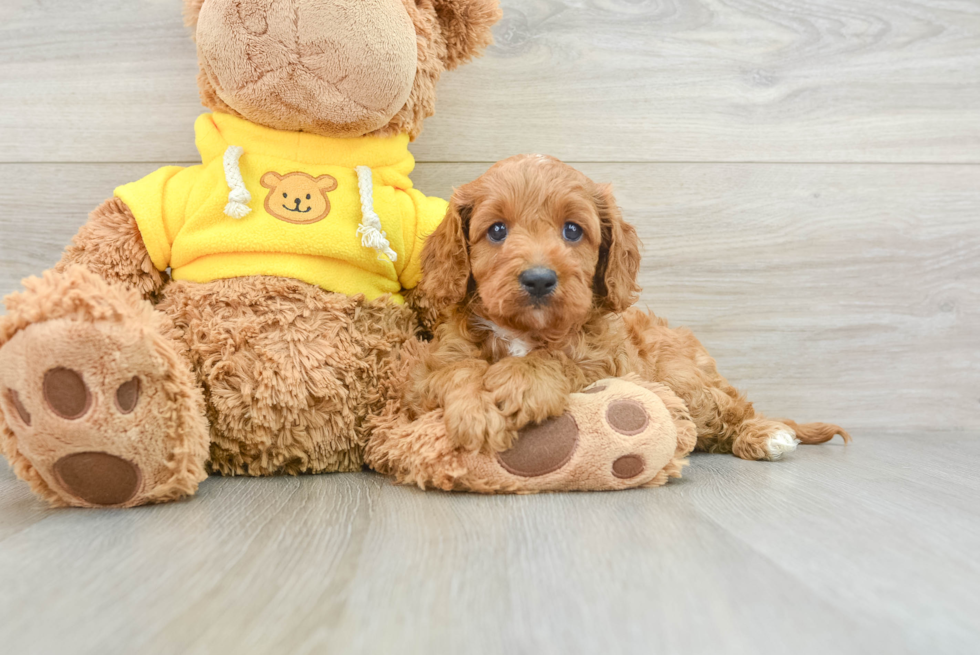 Small Cavapoo Baby