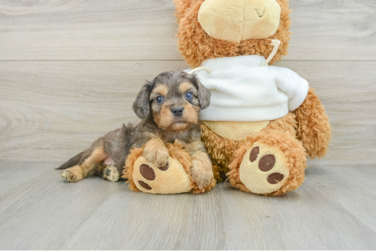 Cavapoo Pup Being Cute