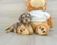 8 week old Cavapoo Puppy For Sale - Pilesgrove Pups