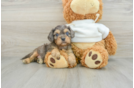 Cavapoo Pup Being Cute