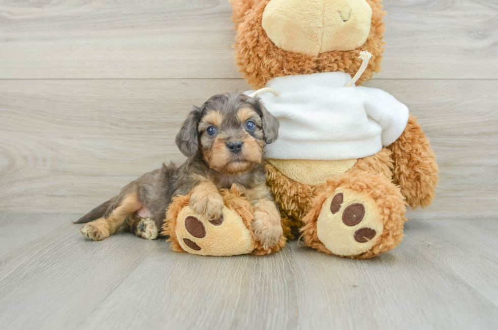 8 week old Cavapoo Puppy For Sale - Pilesgrove Pups