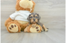 Smart Cavapoo Poodle Mix Pup