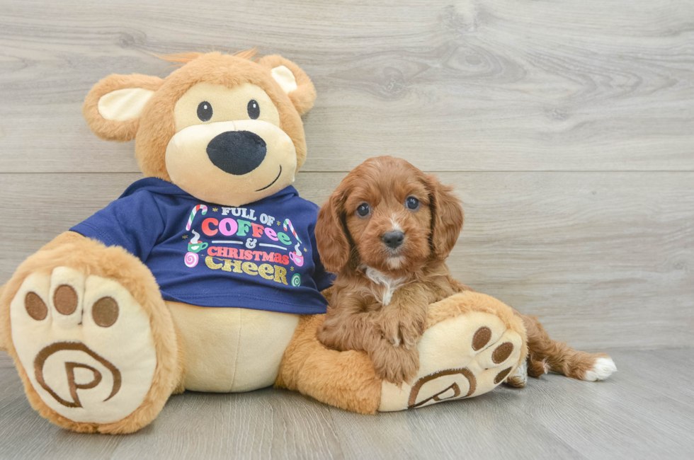 5 week old Cavapoo Puppy For Sale - Pilesgrove Pups