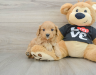 8 week old Cavapoo Puppy For Sale - Pilesgrove Pups