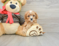 8 week old Cavapoo Puppy For Sale - Pilesgrove Pups