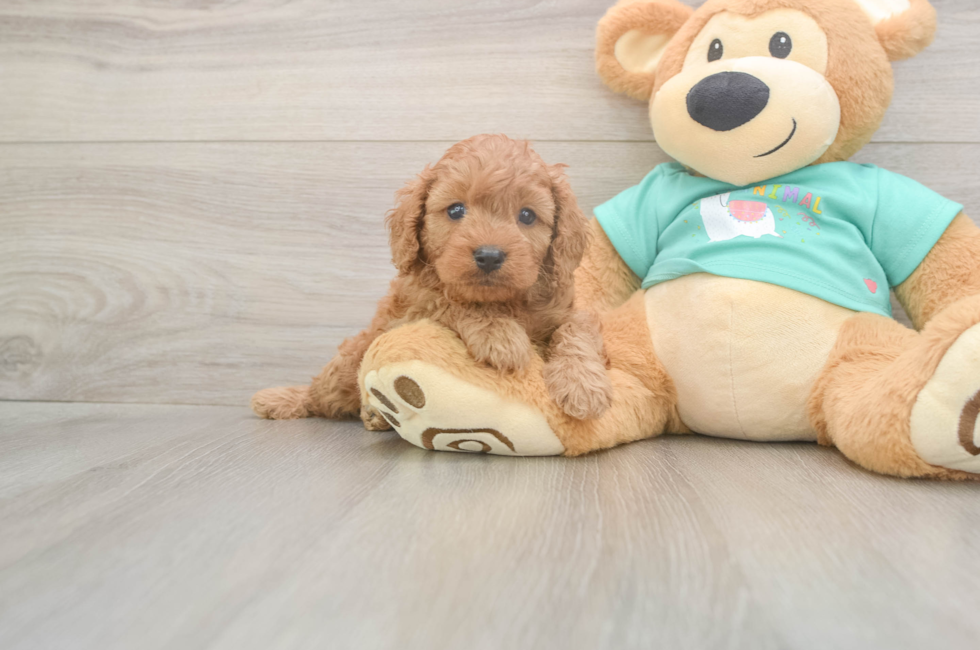 5 week old Cavapoo Puppy For Sale - Pilesgrove Pups