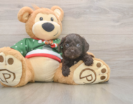 7 week old Cavapoo Puppy For Sale - Pilesgrove Pups